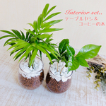 大人気☆インテリアset『テーブルヤシ』&『コーヒーの木』ラウンドグラス　ハイドロカルチャー 