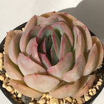 【68-13　ストロベリーアイス　エケベリア】多肉植物
