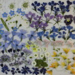 押し花 素材 ロベリア他小花セット　💐