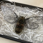セミ earthブローチ