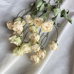 ピンクのスプレー 薔薇のドライフラワー