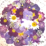 ♡new♡  ♡可愛い押し花セット♡ ♡たくさん入って使いやすい押し花セット♡
