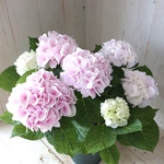 花色変化♡コットンキャンディ♡ハイドランジア♡紫陽花♡５号鉢♡