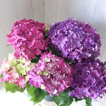 紫陽花♡ハイドランジア♡HBAカリースパークル♡ピンク&ブルー♡