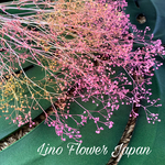 ソフトミニかすみ草　pink gradation
