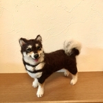 黒柴犬