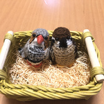 7675mさま専用♡キンカチョウちゃん&スズメちゃんセット