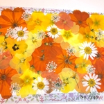 ♡new♡  ♡可愛い押し花セット♡ ♡たくさん入って使いやすい押し花セット♡