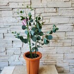 ユーカリ　ポポラス　植物のみの場合1500円