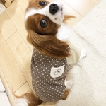 ナチュラルドットTシャツ（L）