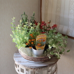 オレンジ色のディアスタシアとラパージュの寄せ植えセット苗