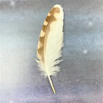 大きい羽根7点セット★アフリカワシミミズク