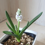 八重咲き♡ムスカリ♡ダブルビューティー♡１球植え♡鉢ごと♡