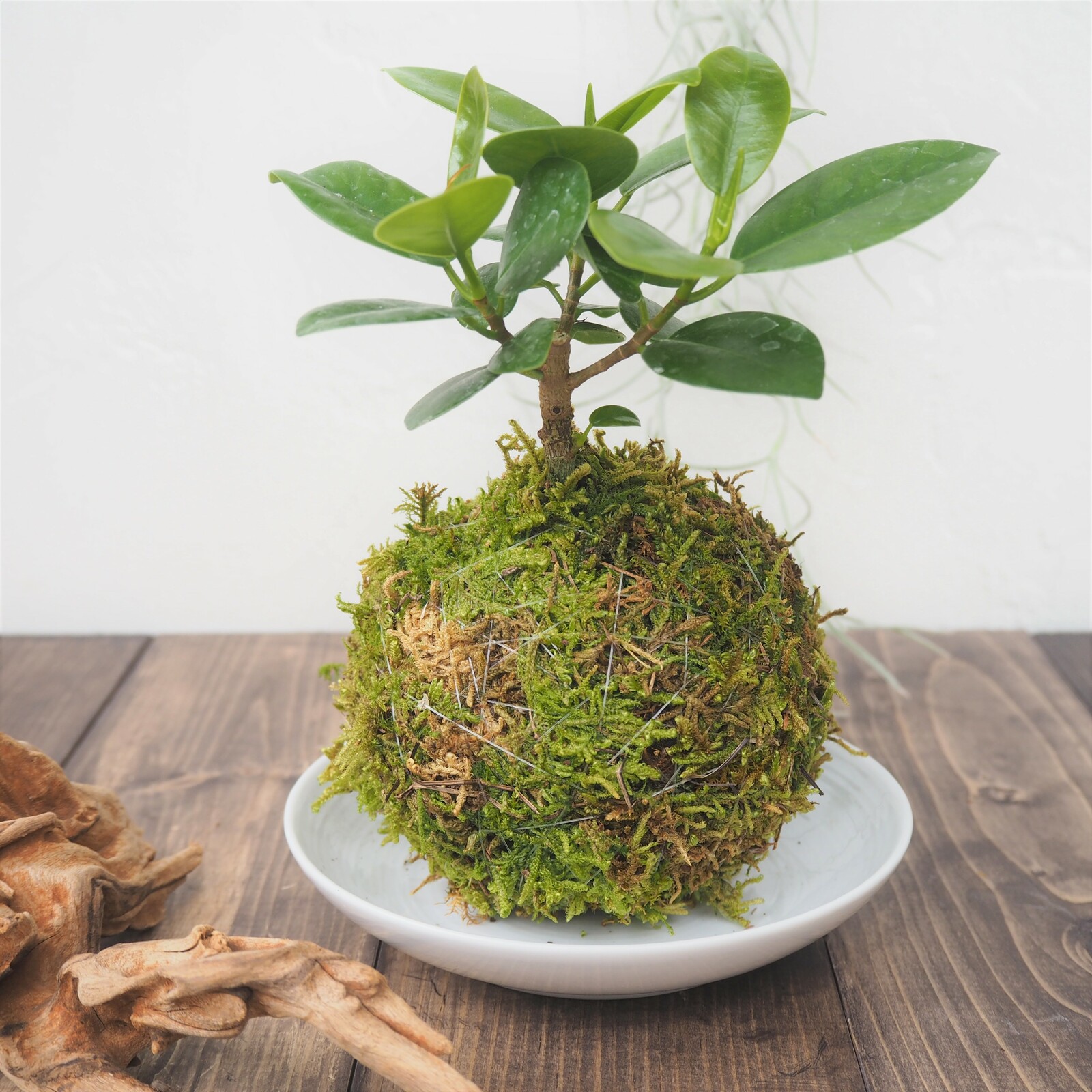 パンダ　ガジュマル　斑入り　苔玉 ま*み様 パンダ ガジュマル 斑入り 苔玉