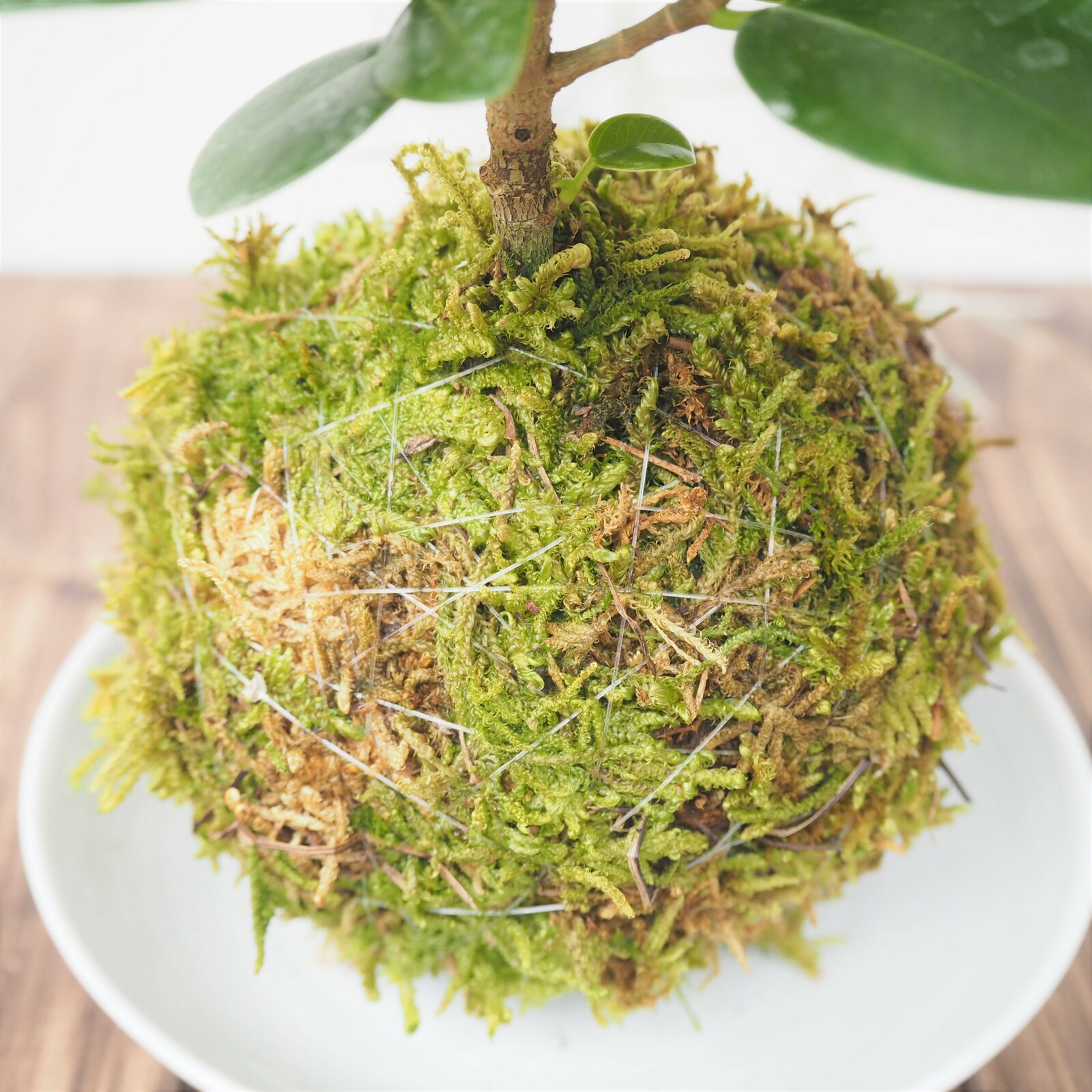 ま*み様 パンダ　ガジュマル　斑入り　苔玉 ま*み様 パンダ ガジュマル 斑入り 苔玉 パンダ ガジュマル