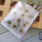 押し花 100　虹色レースフラワー　