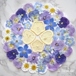 210411③ 押し花と押しフルーツ素材セット★限定品★