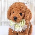 犬お花チョーカー≪ホワイトローズ≫　写真撮影　犬猫アクセサリー　トリミング　首飾り　ヘッドアクセ　うちの子　結婚式