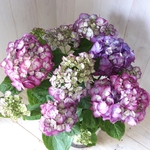 上品♡ハイドランジア♡メルティーラブ♡紫陽花♡５号鉢♡