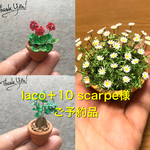 🌼ミニチュアマーガレット、ミニチュアゼラニウム、ミニチュアガジュマル