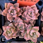 ブロンズ姫　多肉植物