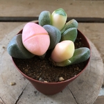 多肉植物 プレイオスピロス 帝玉