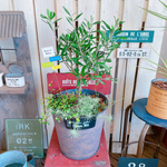 現品SALE♡【オリーブの木寄せ植え】素敵なピックつき！人気ブランド♡茶系ブリキ♪オシャレガーデニング
