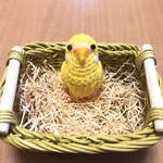 セキセイインコちゃん（ルチノー）