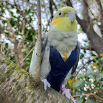 スーツ・ブレザー「コスプレ　鳥さんのおしめ」