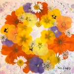 ♡new♡  ♡可愛い押し花セット♡ ♡たくさん入って使いやすい押し花セット♡