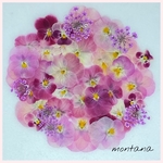 592.押し花アソート〜ピンク系　お花　mix 押し花素材