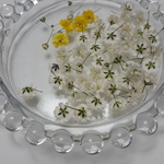 🌼かすみ草のドライフラワー🌼ホワイト