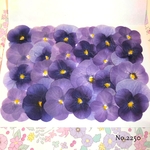 ♡new♡送料無料 ☆ビオラ☆ 押し花セット