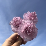 ピンクのカーネーション