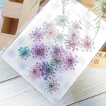 押し花 113　虹色レースフラワー　