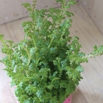 虹色の葉♡レインボーファン♡観葉植物♡４号底面給水鉢♡
