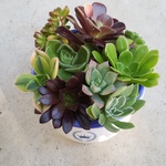 多肉植物❤アエオニウム❤9種類❤カット苗セット