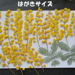 押し花　素材　花いろいろ(ミモザ)(１５枚)　８６８