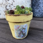 ミニ鉢ちまちま寄せ　イエロー　多肉植物