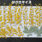 押し花　素材　花いろいろ(ミモザ)(１７枚)　８７１