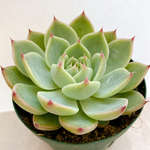 多肉植物　エケベリア　桃太郎