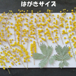 押し花　素材　花いろいろ(ミモザ)(１６枚)　８７２