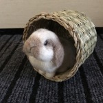 うさぎ 羊毛フェルト ロップイヤー ミニうさぎ ブロークンオレンジ風