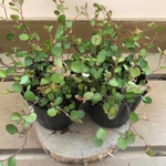 花苗　観葉植物　ワイヤープランツ　2ポットset