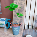 現品♡【ウンベラータ】可愛いハートリーフ♡人気観葉植物！渋グレー系ブリキ鉢♪素敵なグリーン