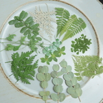 押し花葉っぱ10種類セット