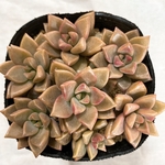 多肉植物　ブロンズ姫　カット苗7コ