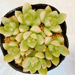 月の王子（オウレイ）　多肉植物　カット苗7コ