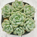 郡月花　多肉植物　カット苗7コ
