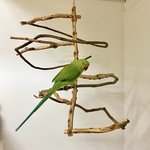 【urokokina様専用ページ】つり下げタイプ　ゆらゆらツリーアスレチック｜ウロコインコ・オキナインコ